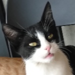 CattoHmm member profile picture