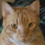 Copter70 member profile picture