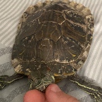 imaturtle member profile picture