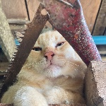Chareefoun member profile picture