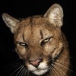 MikeyWikey13 member profile picture