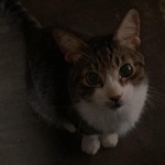 General_breadstickswithcheese member profile picture