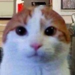 Bigbocchi member profile picture