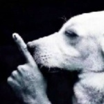 STMark member profile picture