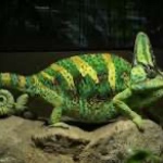 tacobender1235 member profile picture