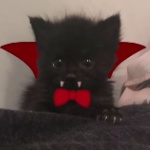 Mrcato00580 member profile picture
