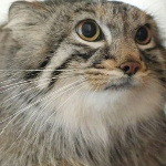 mrpallas member profile picture