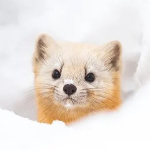 LaLuaCreatura member profile picture