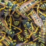 2billionwasps