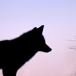 View sudoSHARK's Profile
