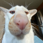 StasGOt member profile picture