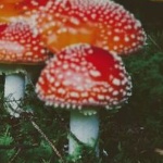 View AlbertTheShroom's Profile