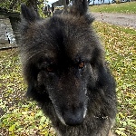 vhdawg member profile picture