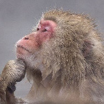 Matteo_Cebus member profile picture