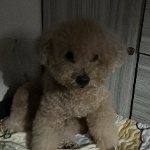 himegigi member profile picture