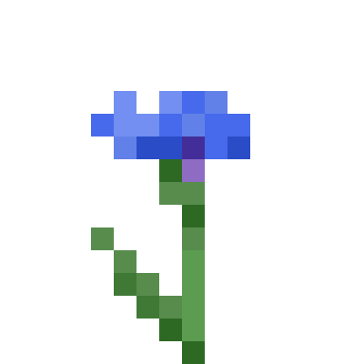 Cornflower