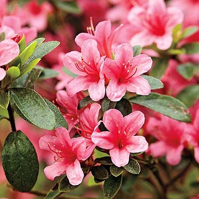 Azalea Variety Pack
