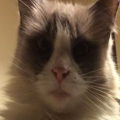 FINLANDLAND Create+ Modded - Minecraft Modpacks - CurseForge