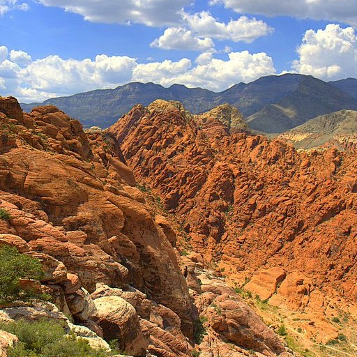 Foods of the Mojave Wastes