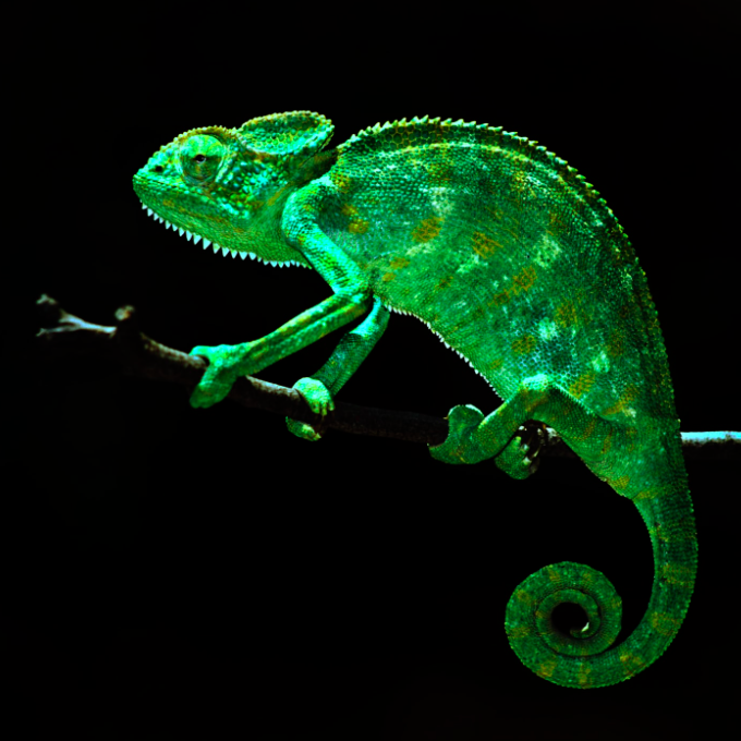 Barca's Critters logo