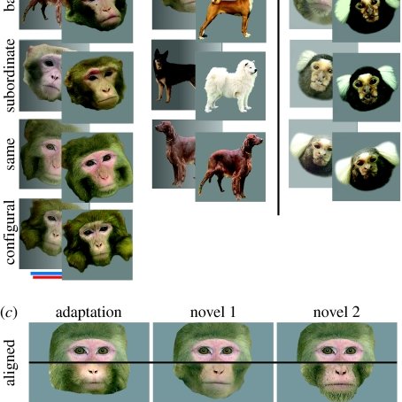 funny monkey pack logo
