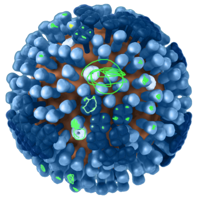 Viruses