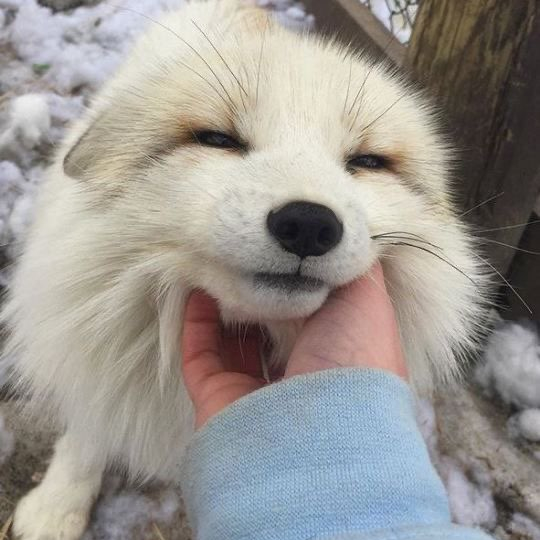 Foxcraft 3