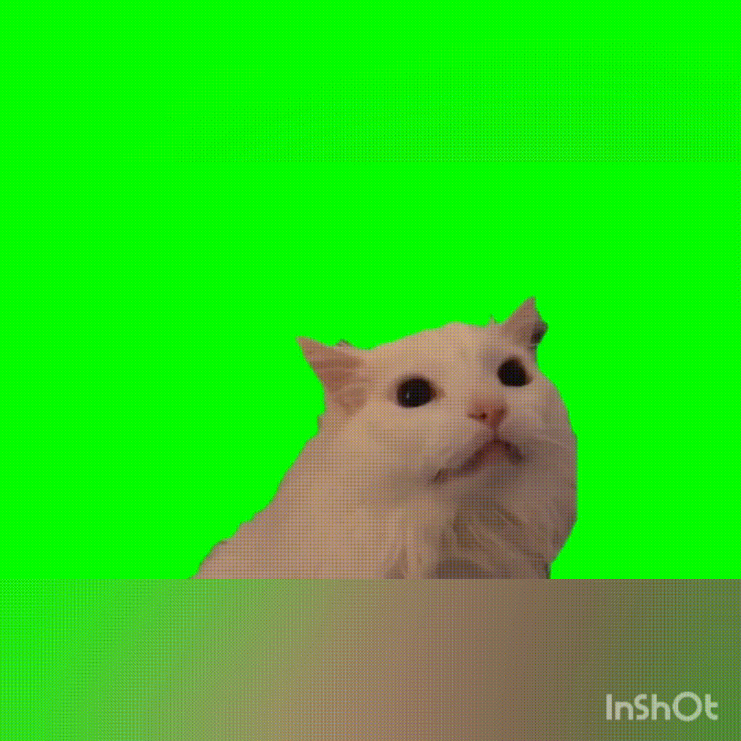 Белый кот орет