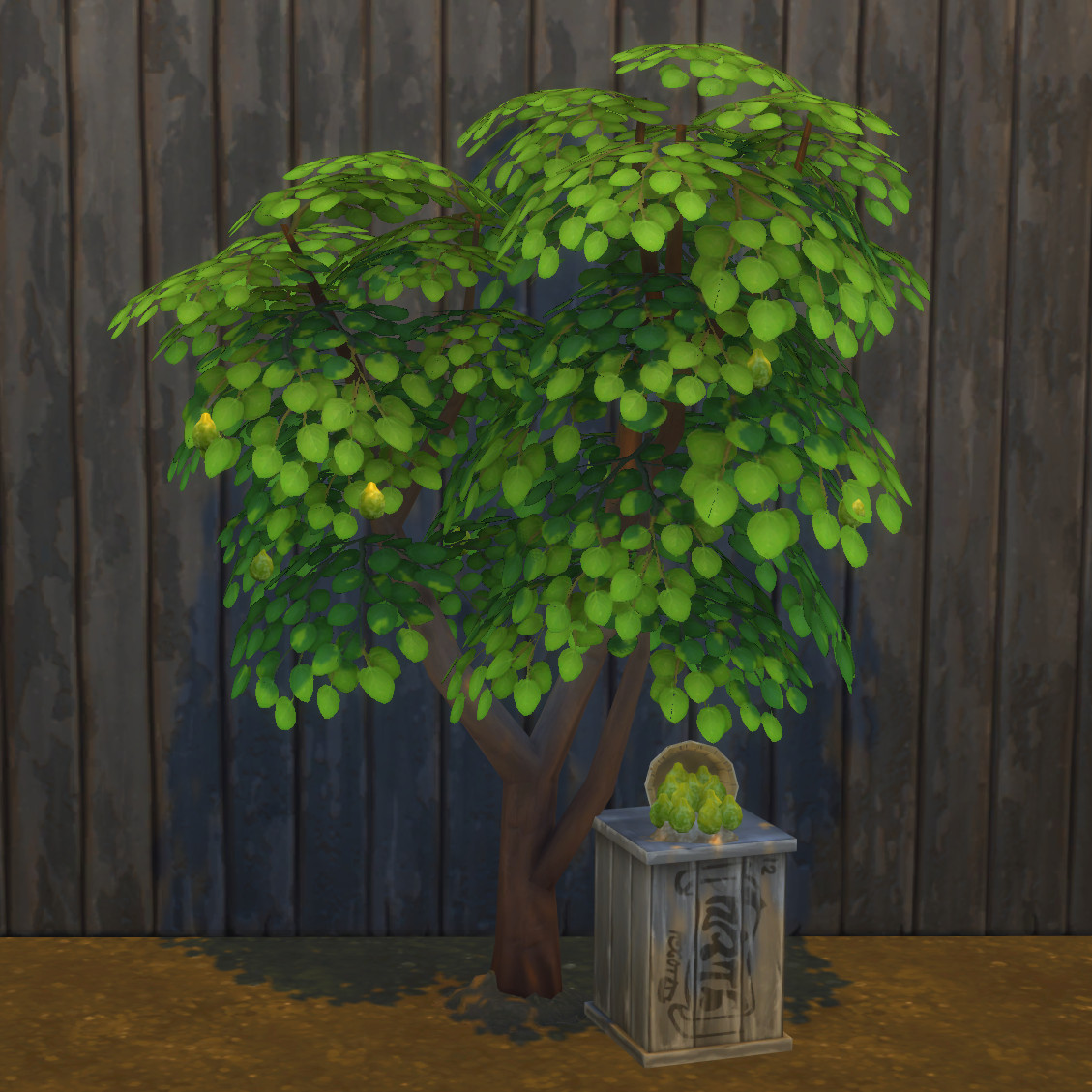 Bergamot Orange Harvestable & Plant logo