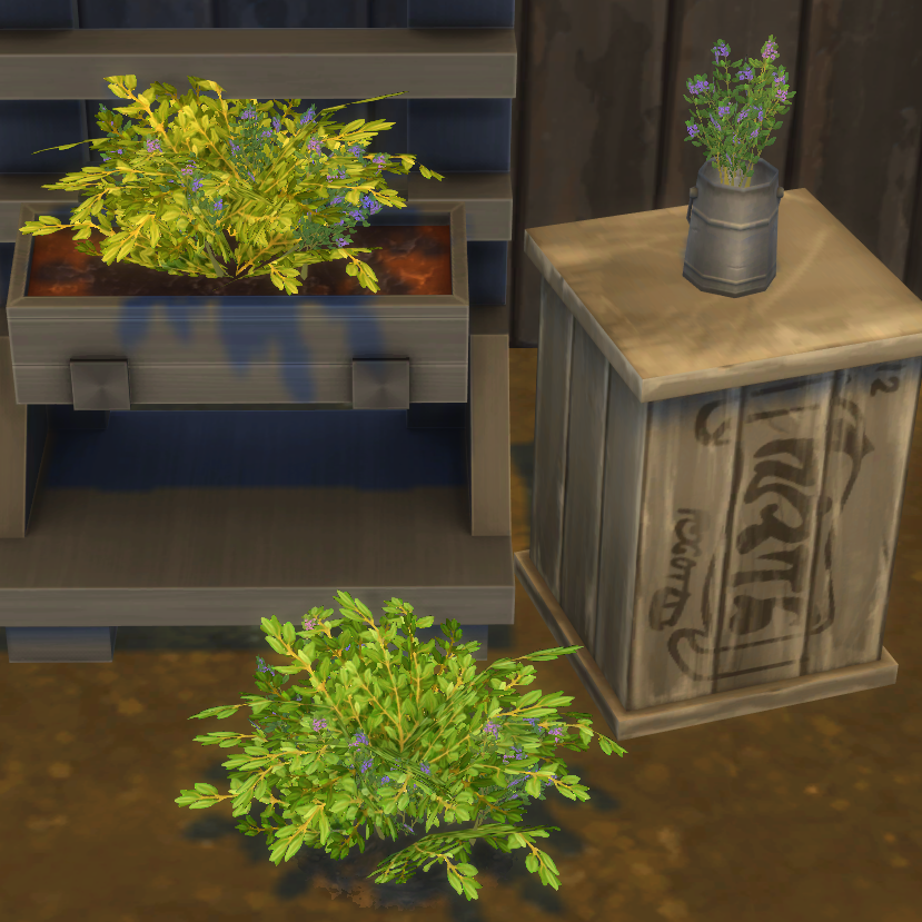 Thyme Harvestable & Plant logo
