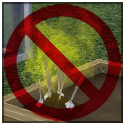 No Fume Garlic
