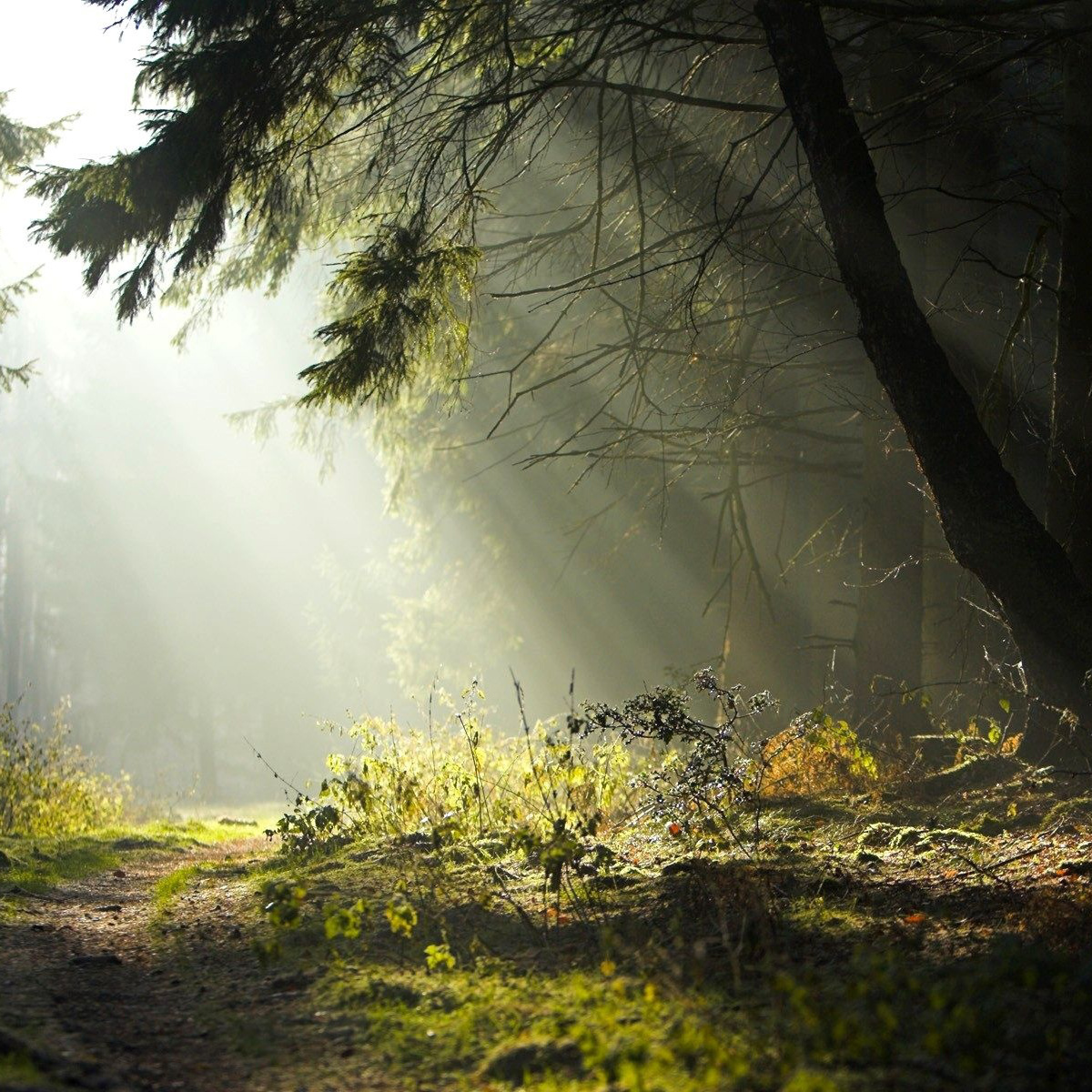 Forested Glades