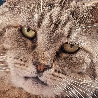 Secret Cats logo