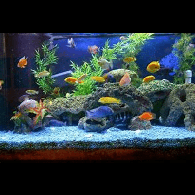 minecraft pe fish tank