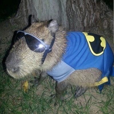Capybara-Create