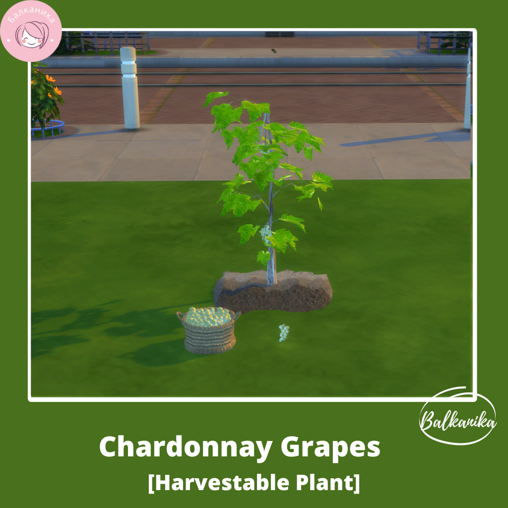 chardonnay-grapes-the-sims-4-mods-curseforge