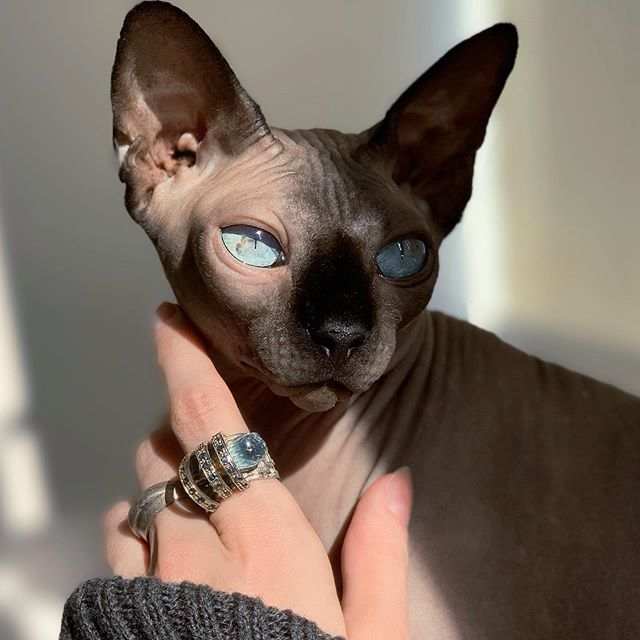 Bongus!