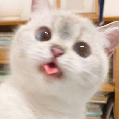 Cat's Galore ReImagined