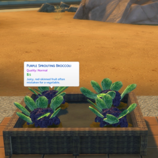 Harvestable Purple Sprout Broccoli by Pied Piper Spanish translation