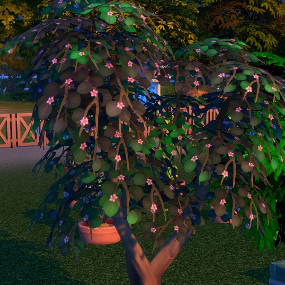 Download Harvestable Macadamia Nuts by Pied Piper Spanish translation