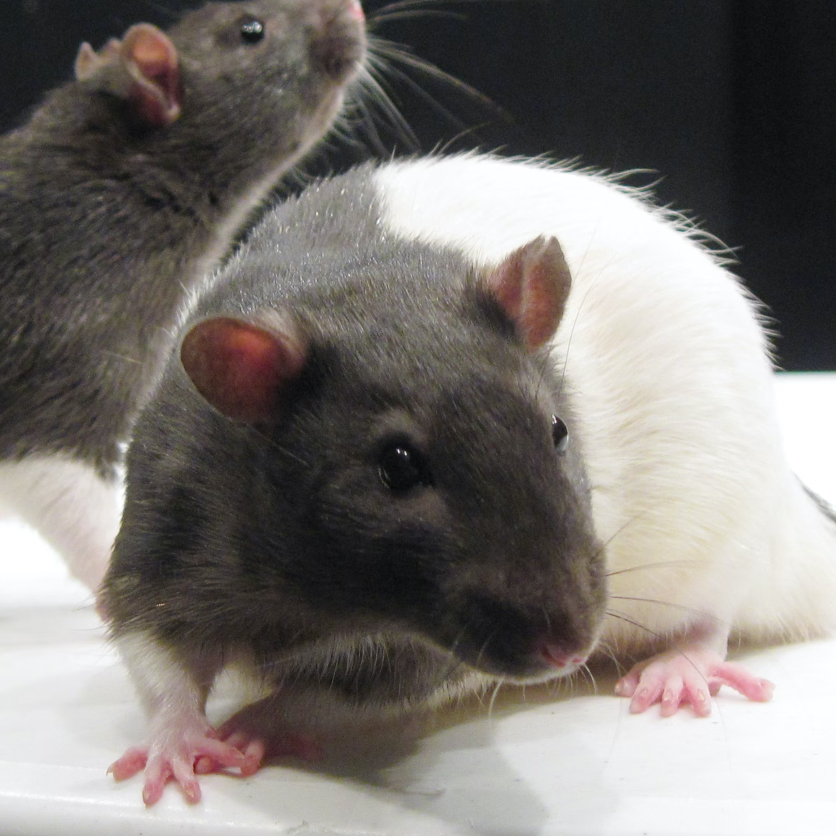 Ratpack Ignition