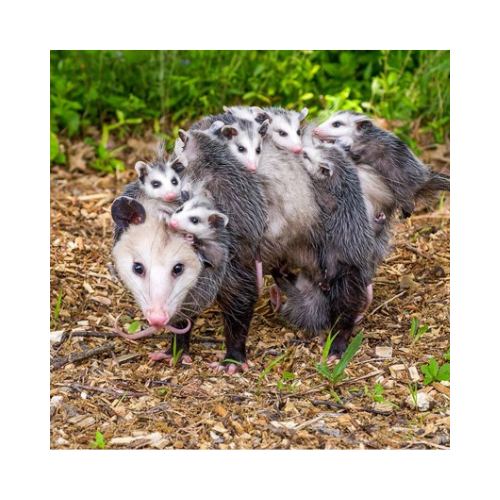 Dopossums logo