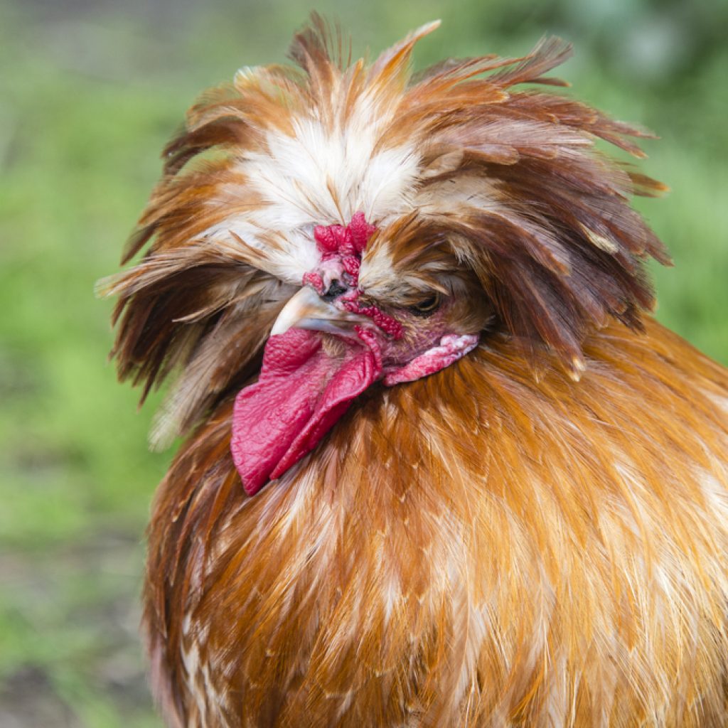 The Chicken Returns