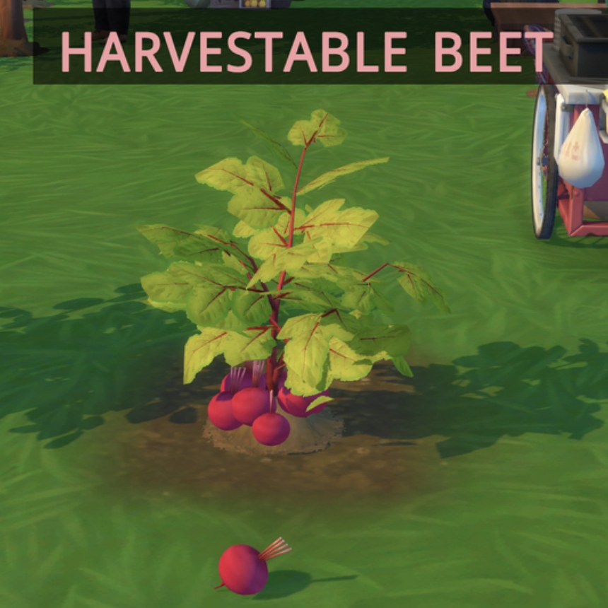 Harvestable beets by icemunmun Spanish translation Mods The Sims 4