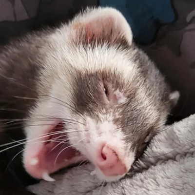More Ferrets logo