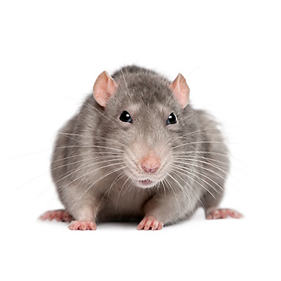 The Rat Company