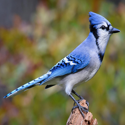Birds n' Stuff