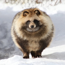 Raccoon Dog Orgin logo