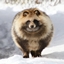 Raccoon Dog Orgin logo