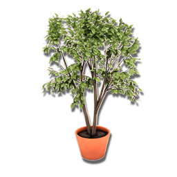 Single Object - Miwisimsie First Plant